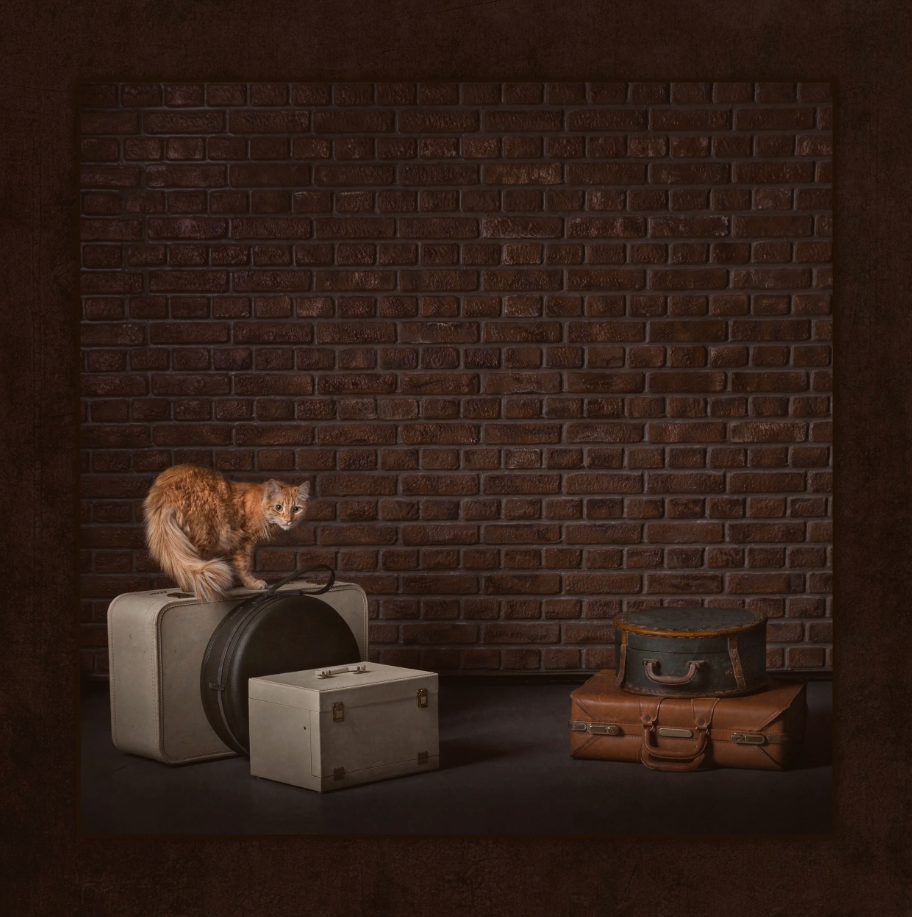 Fine art still life featuring a ginger cat standing on stacked vintage suitcases against a dark brick wall, evoking curiosity and quiet tension.